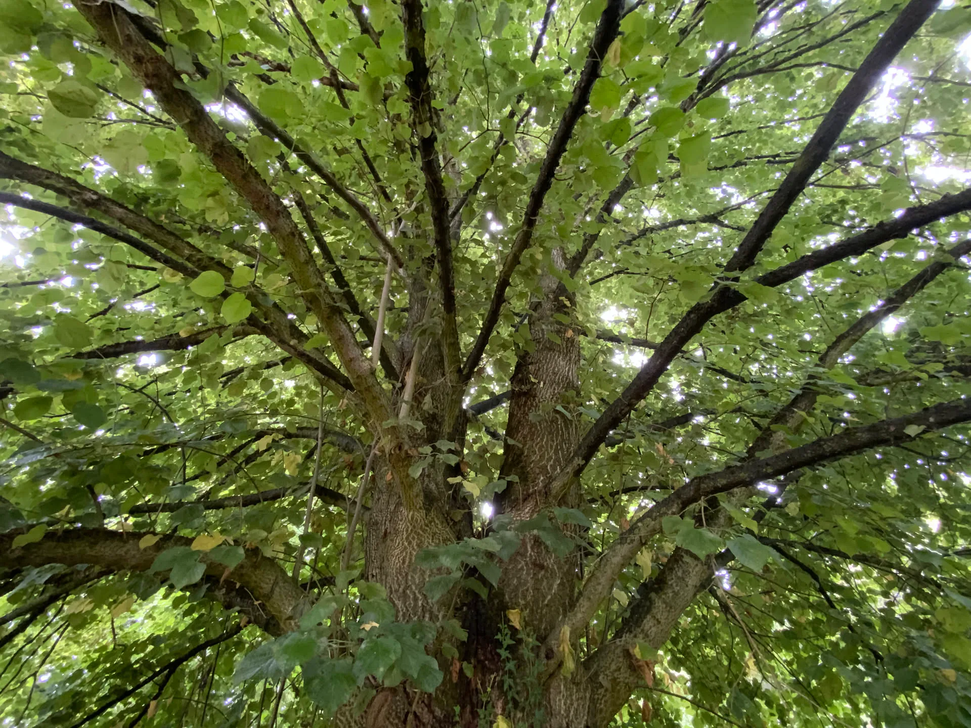 Vue depuis le tronc vers la ramure étalée d’un grand arbre