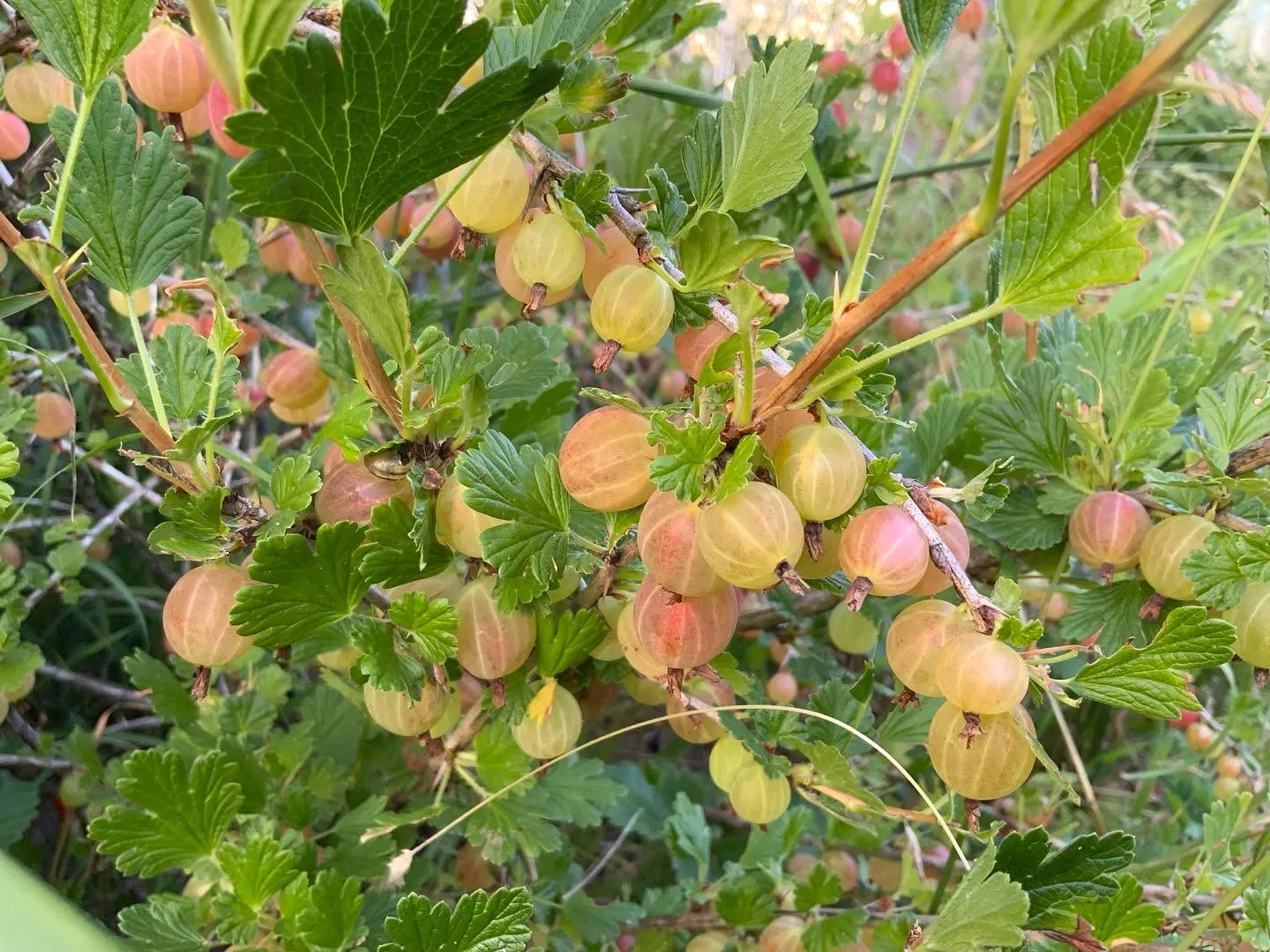 Groseilles à maquereau vertes et rosées sur leurs rameaux épineux