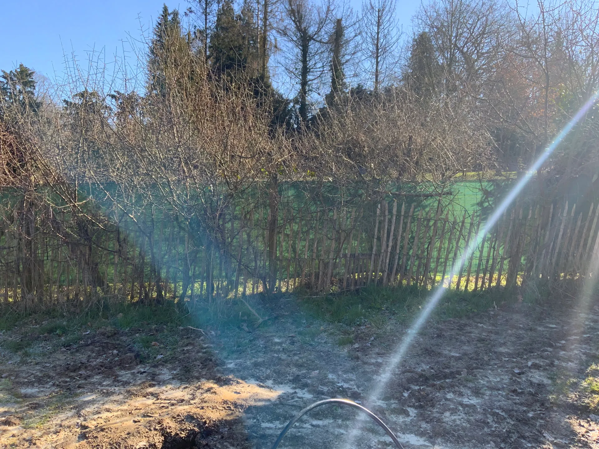 Jeune haie plantée le long d’un champ, dans une lumière hivernale