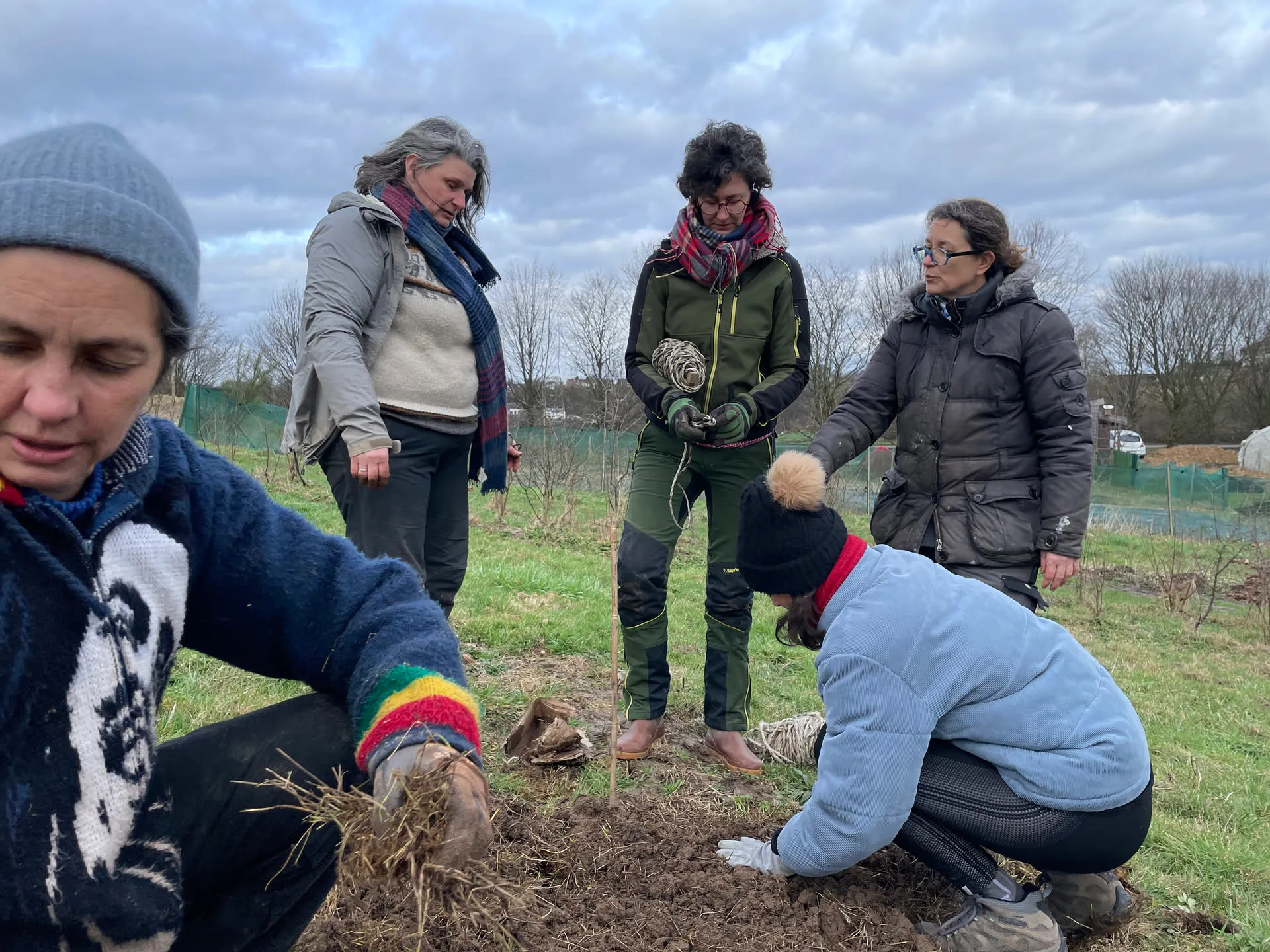 Plantation d’arbres à racines nues en hiver, mains posant un jeune plant