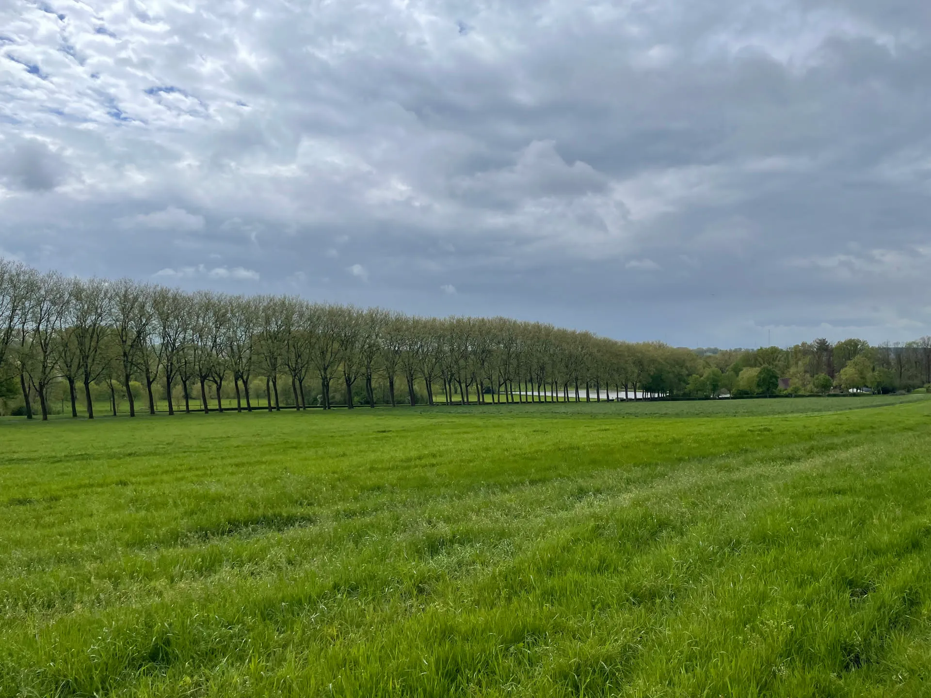 Un long alignement d'arbres bordant une prairie verte sous un ciel nuageux en Wallonie
