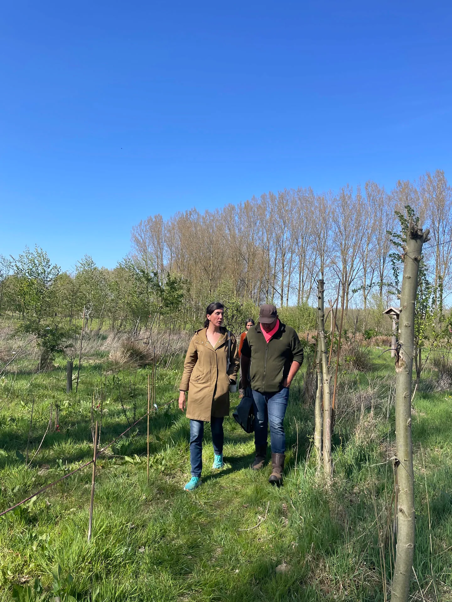 Deux personnes marchant dans une jeune parcelle agroforestière plantée sur prairie