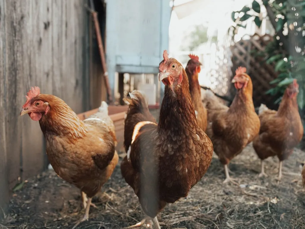 Poules rousses picorant près d’un poulailler en bois