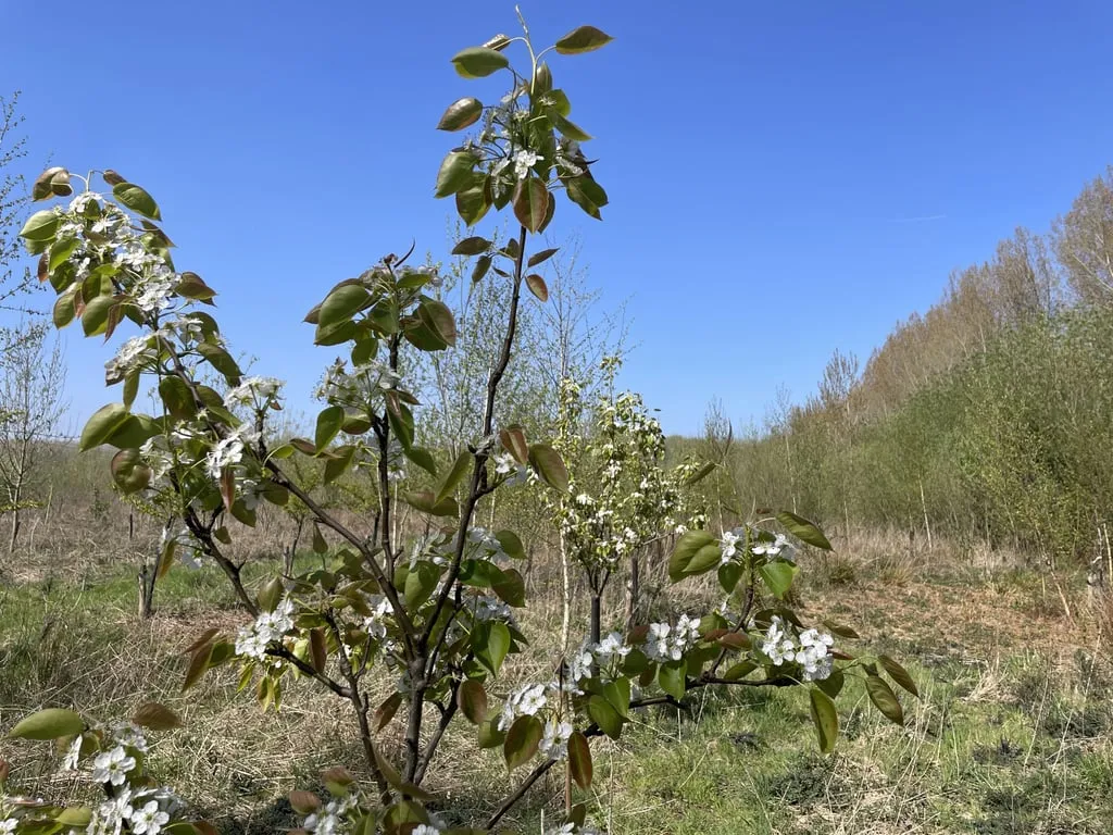 Forêt comestible agricole de Schijndel, Pays-Bas