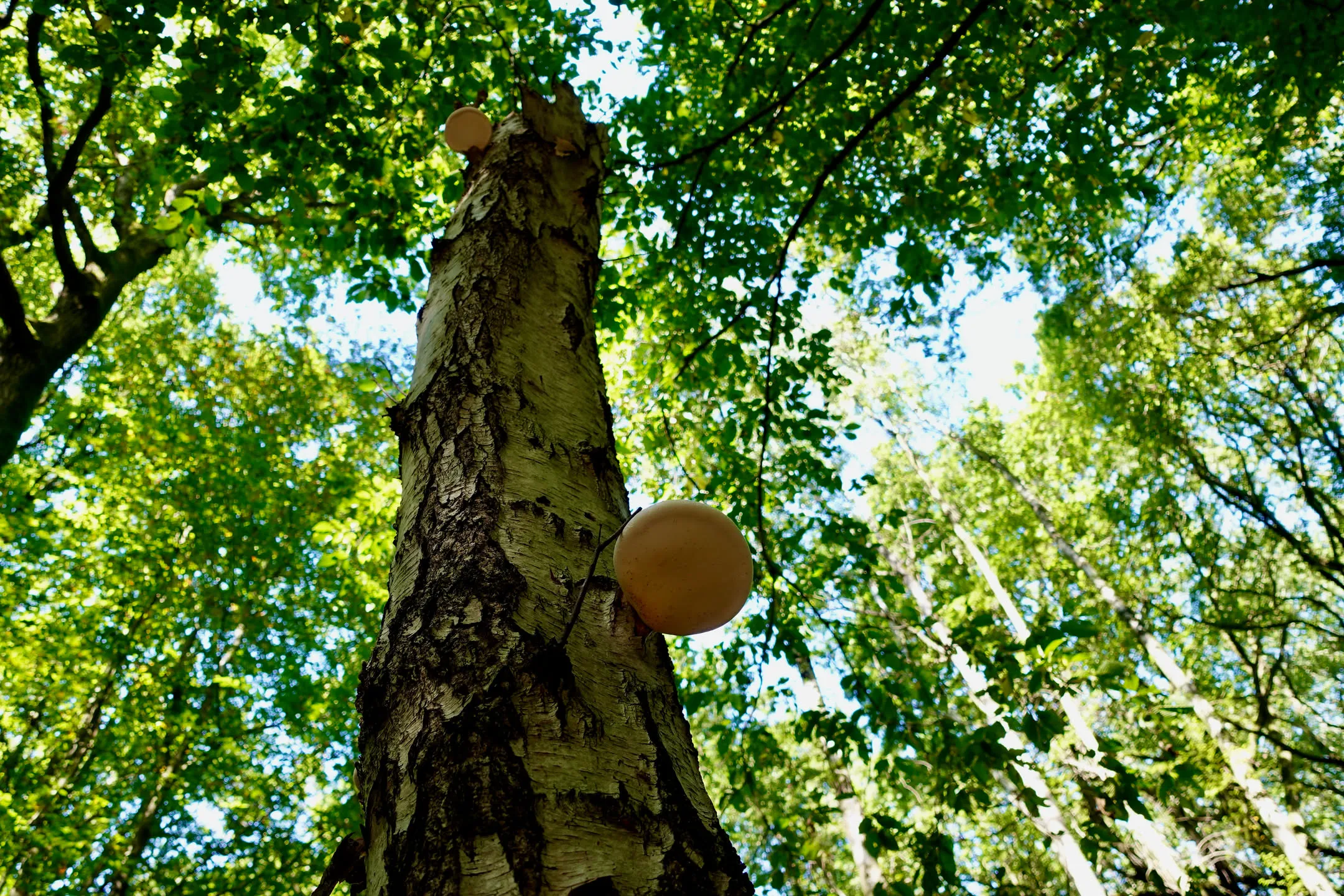 Tronc de bouleau portant des polypores, vu depuis le sol vers la canopée