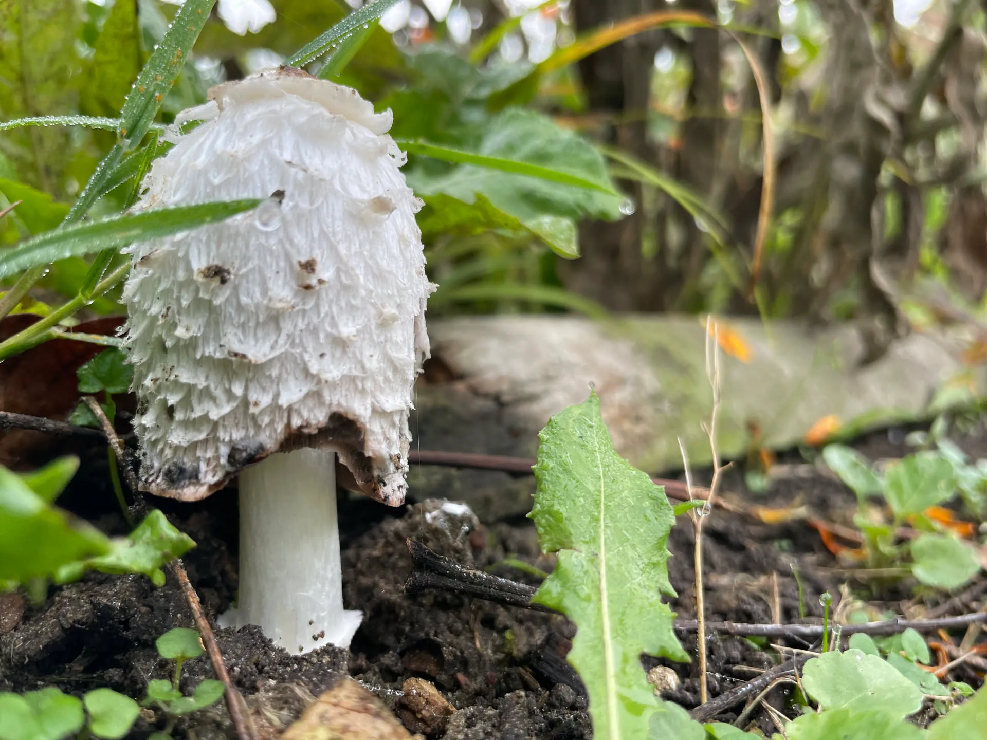 Un coprin chevelu poussant dans l’herbe au pied d’un jeune arbre