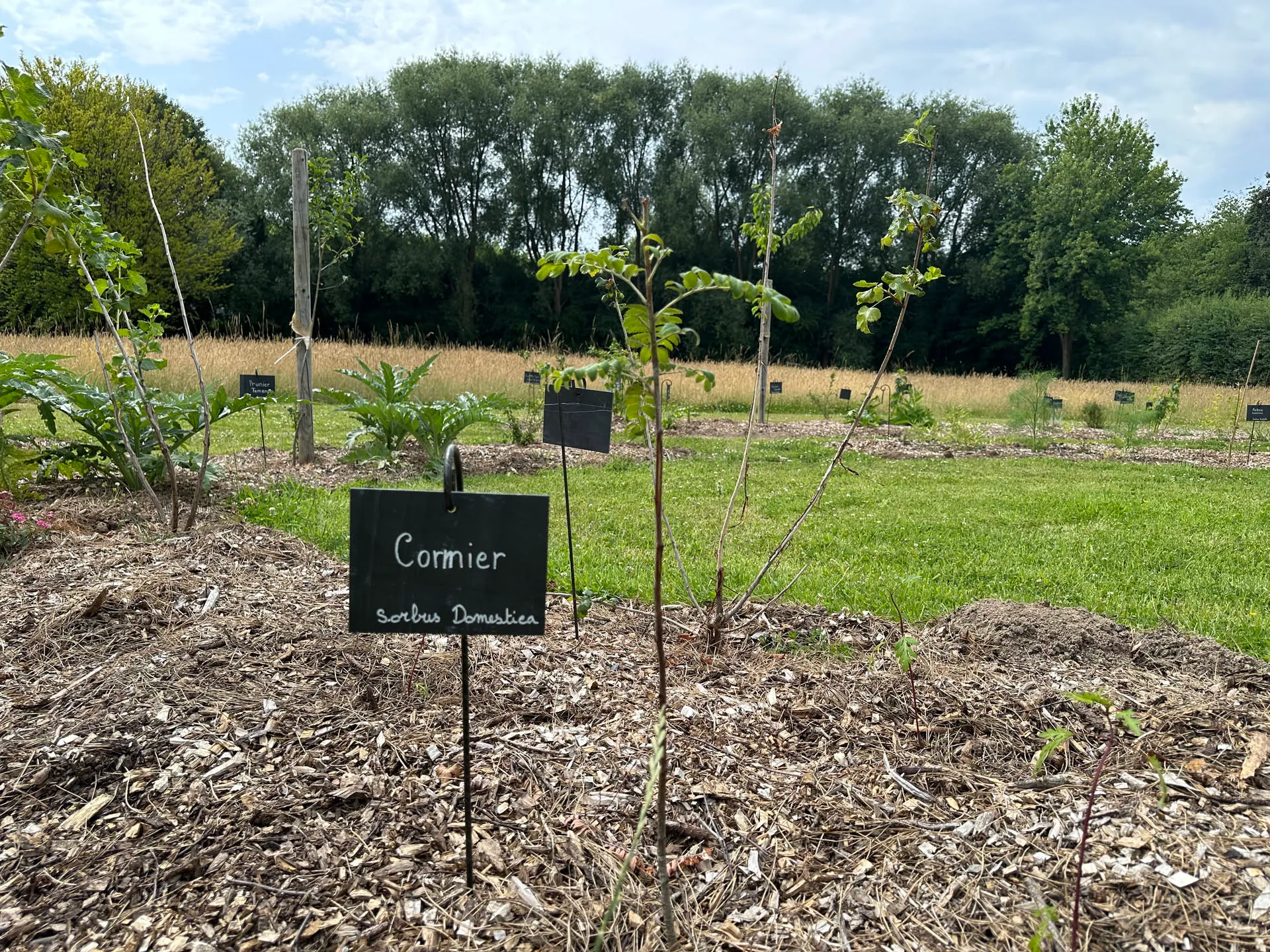 Jeune cormier étiqueté à l’ardoise, paillé au pied, dans une jeune plantation bordée d’une prairie