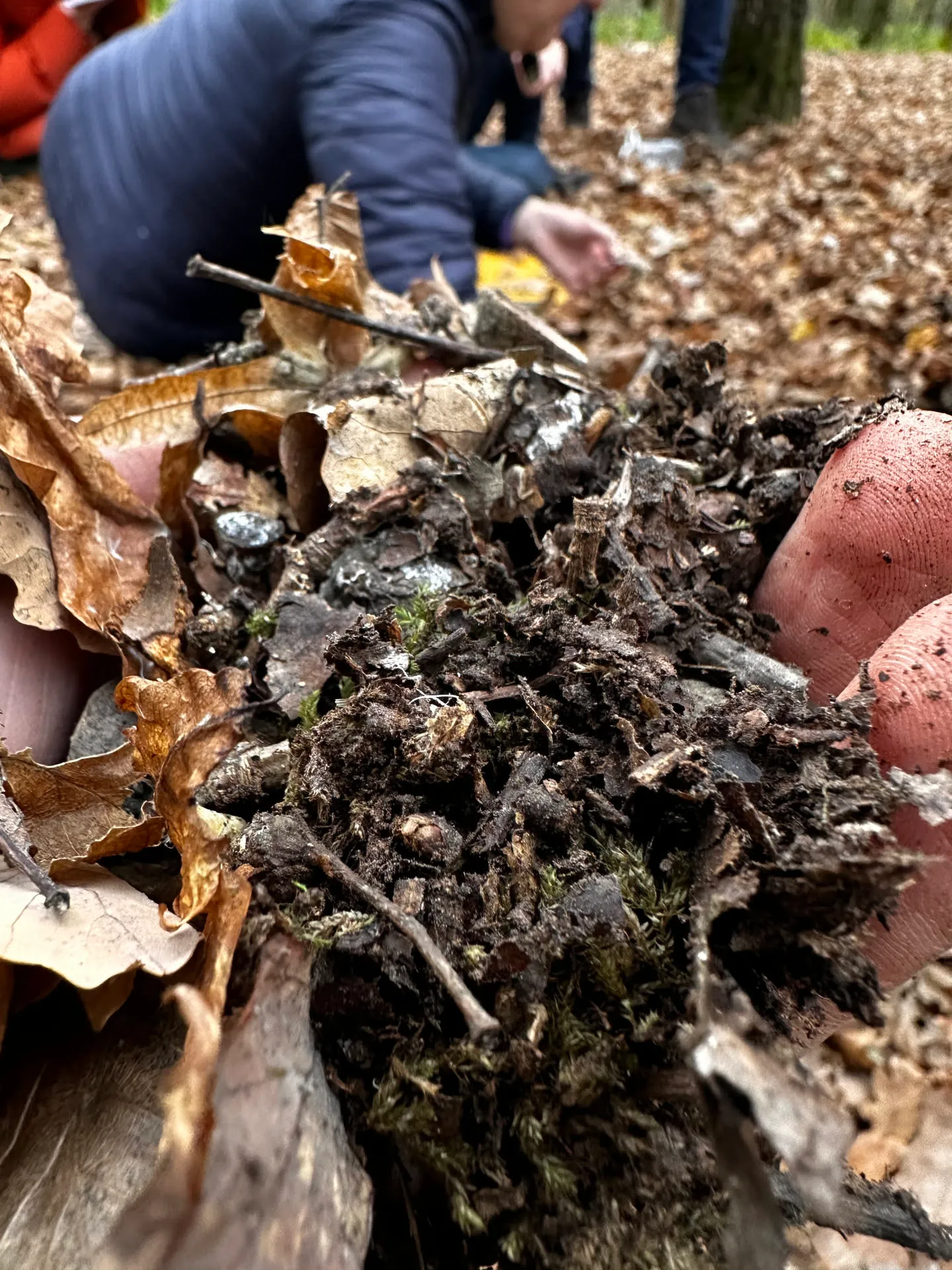 Deux mains plongées dans un sol sombre couvert de feuilles en décomposition