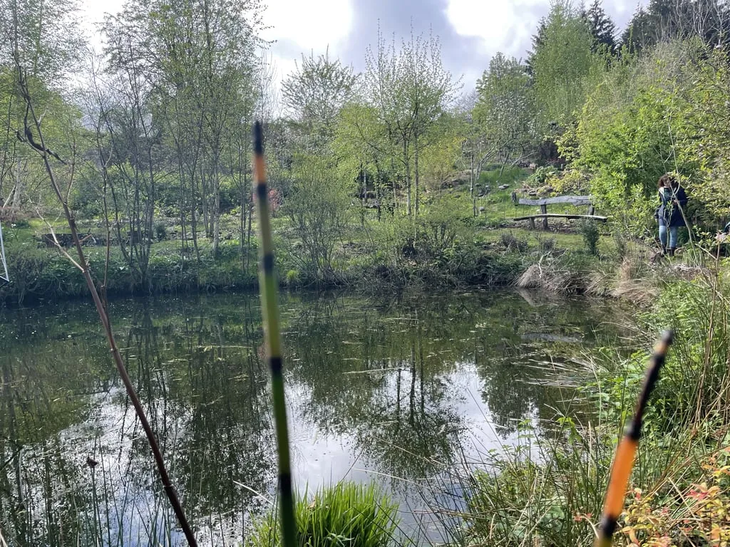 Mare au cœur du jardin-forêt Une Figue dans le Poirier, entourée de jeunes arbres