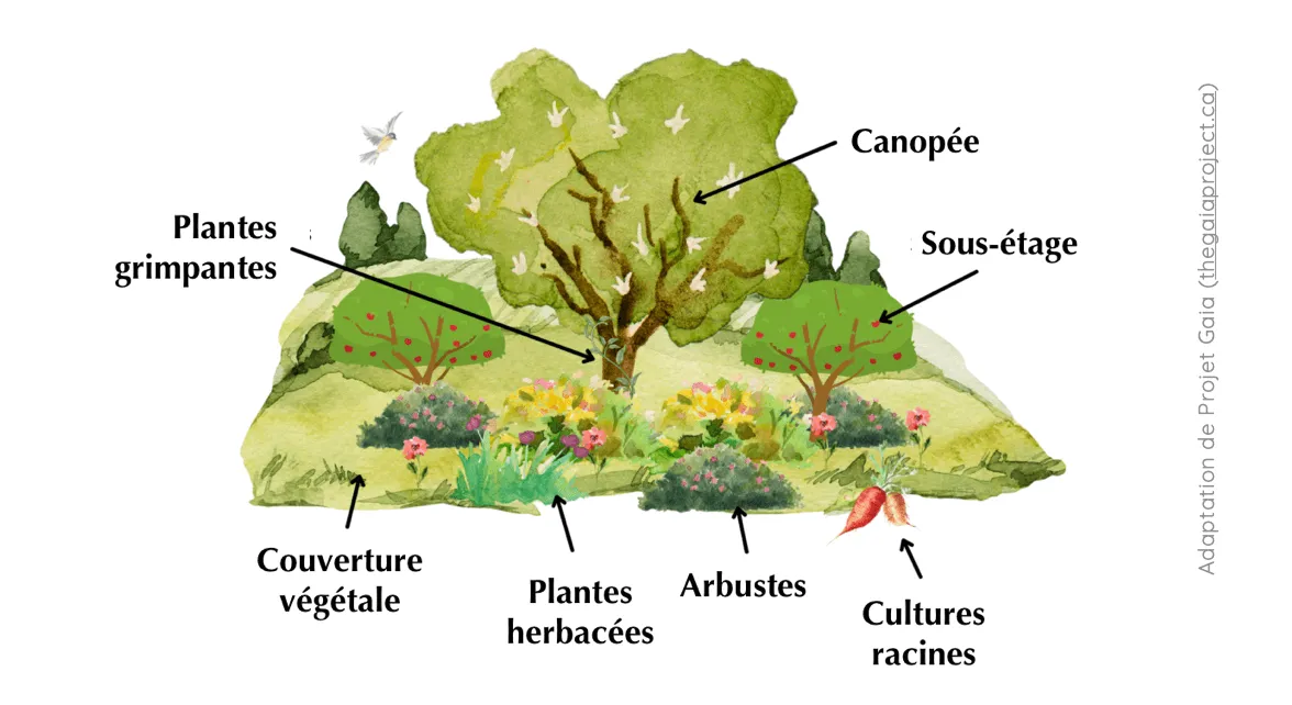 Les strates d’une forêt-jardin : canopée, sous-étage, arbustes, plantes herbacées, plantes grimpantes, couverture végétale et cultures racines