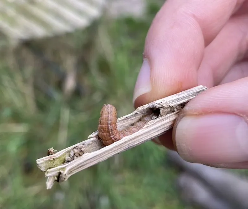 Journée de visite à la forêt comestible Ketelbroek — Septembre 2024 — vue 4