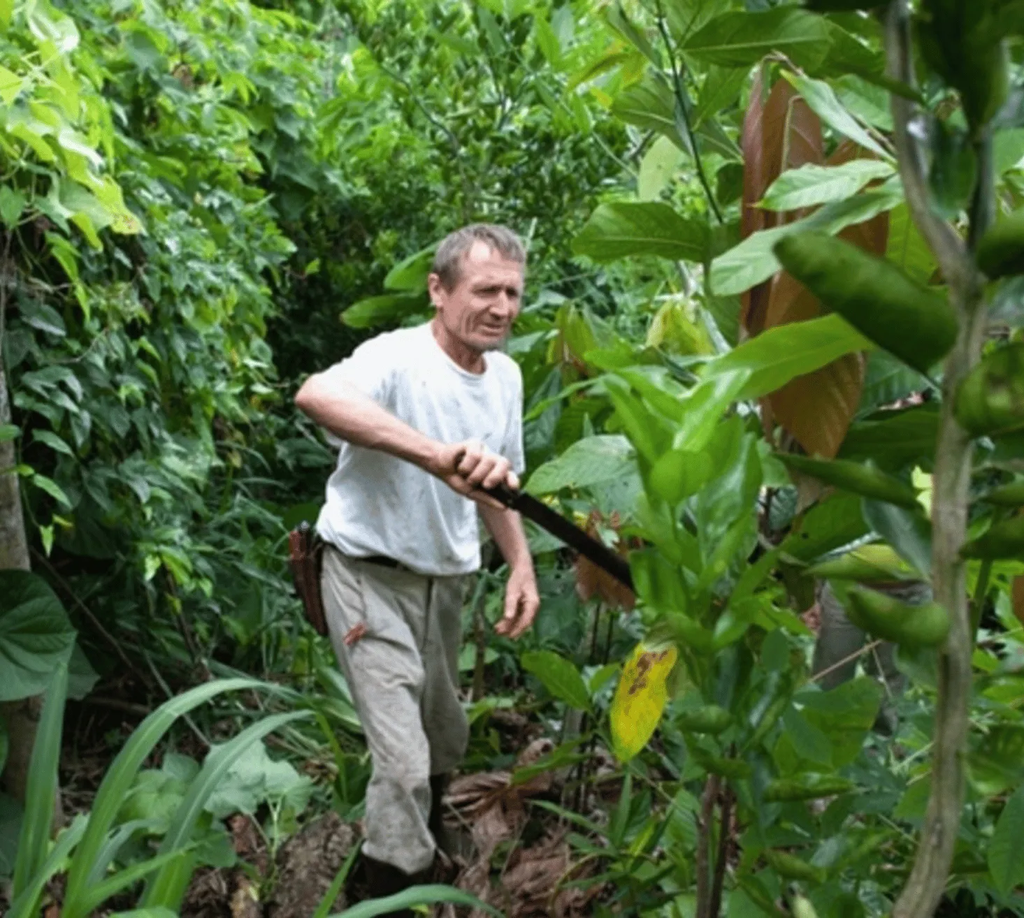 Initiation à l'agriculture syntropique en milieu tempéré — vue 2