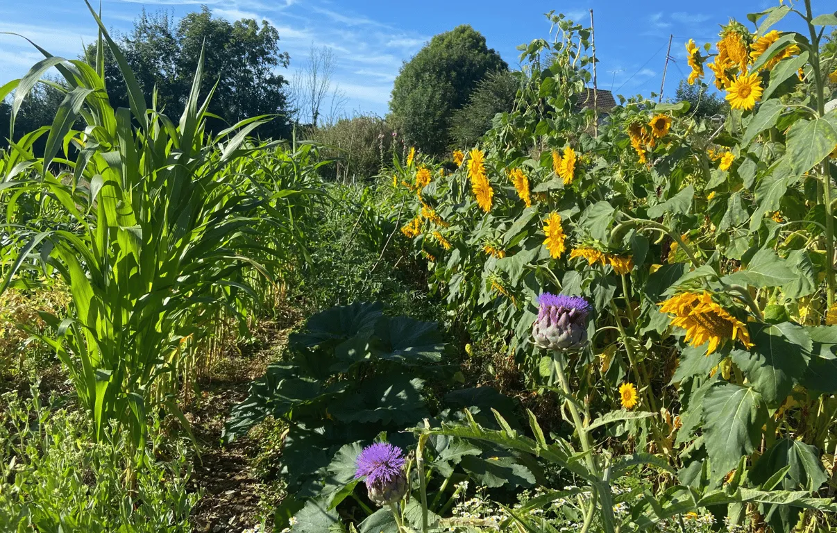 Plantation de lignes syntropiques en milieu tempéré