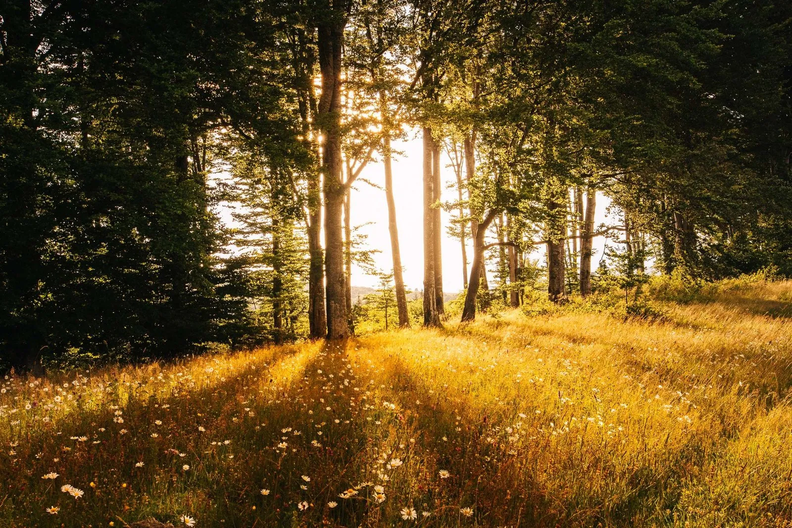 Forêt et résilience — vue 2