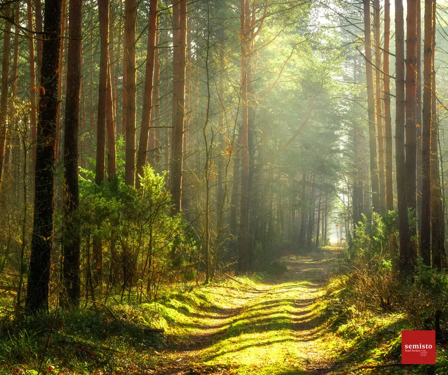 Atelier Forêt et résilience en immersion forestière