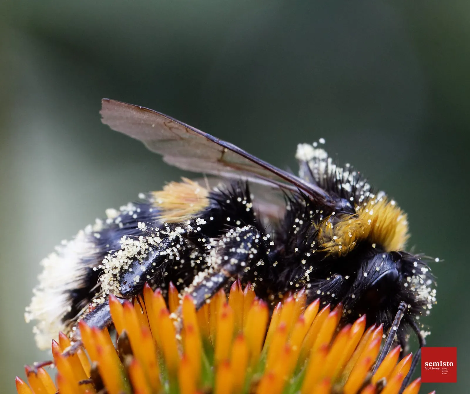 Pollinisation et biodiversité au jardin-forêt — vue 1