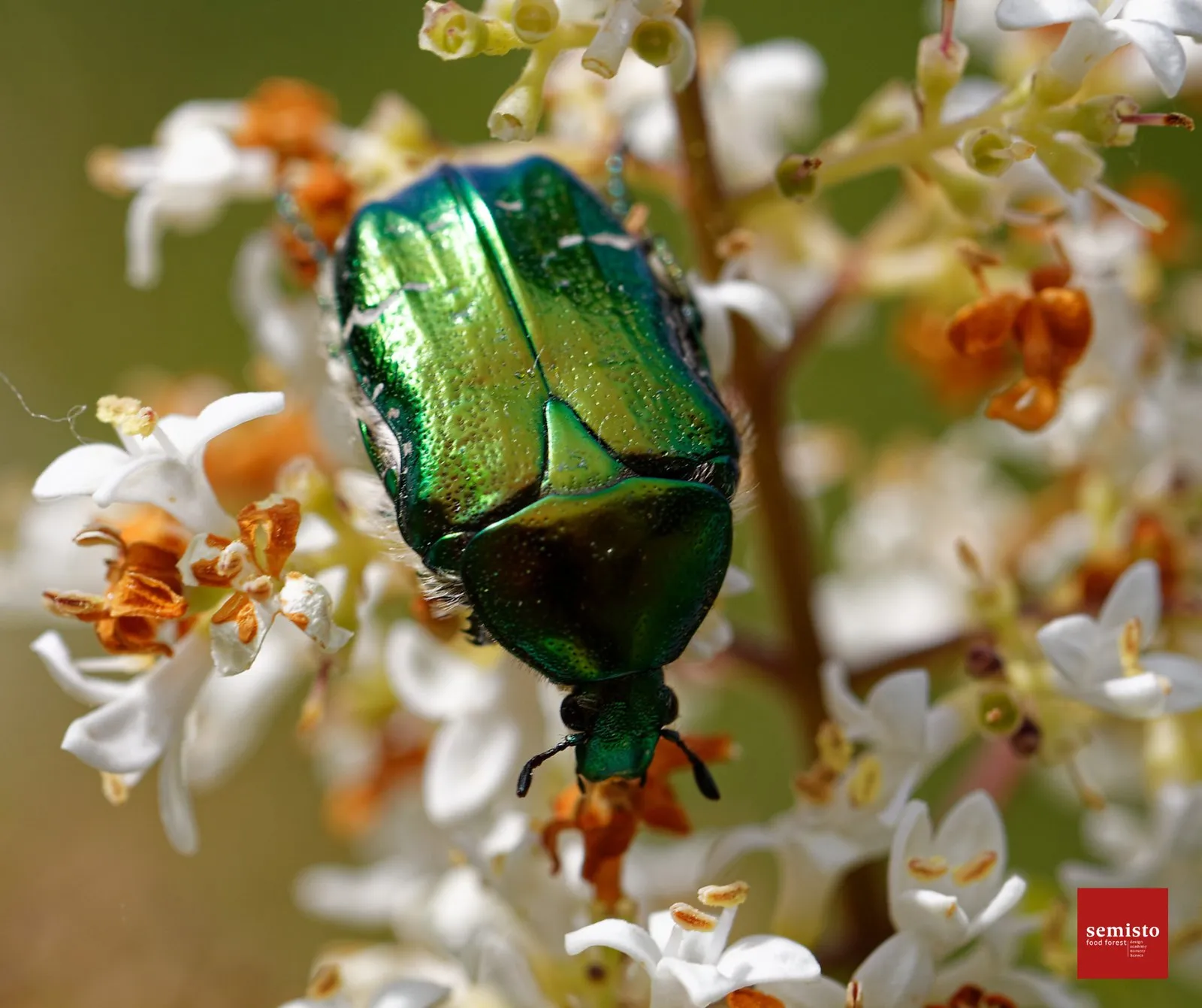 Pollinisation et biodiversité au jardin-forêt — vue 2