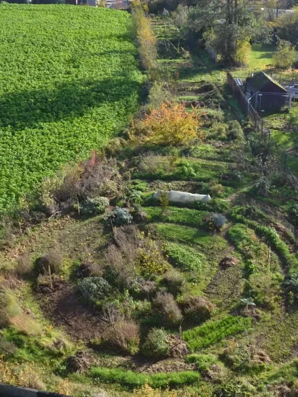 Semis des différentes strates du jardin-forêt — vue 2