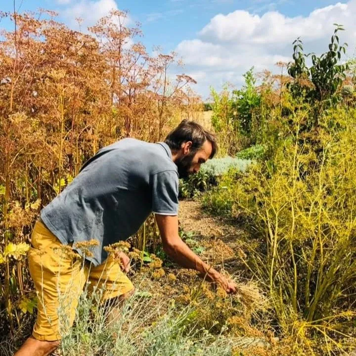 Semis des différentes strates du jardin-forêt — vue 3
