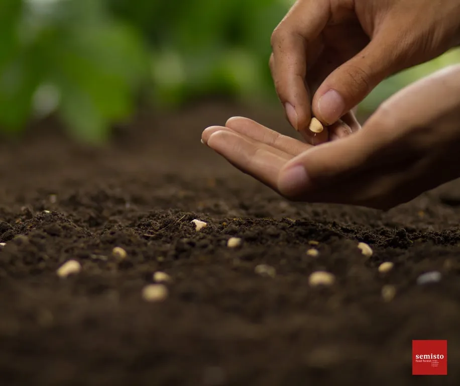 Semis des différentes strates du jardin-forêt