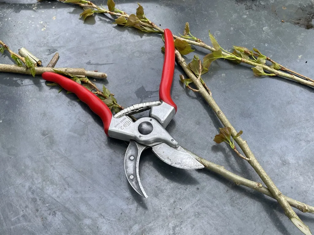 Taille d'arbres fruitiers avec Corentin de la pépinière Arbuste Fruitier