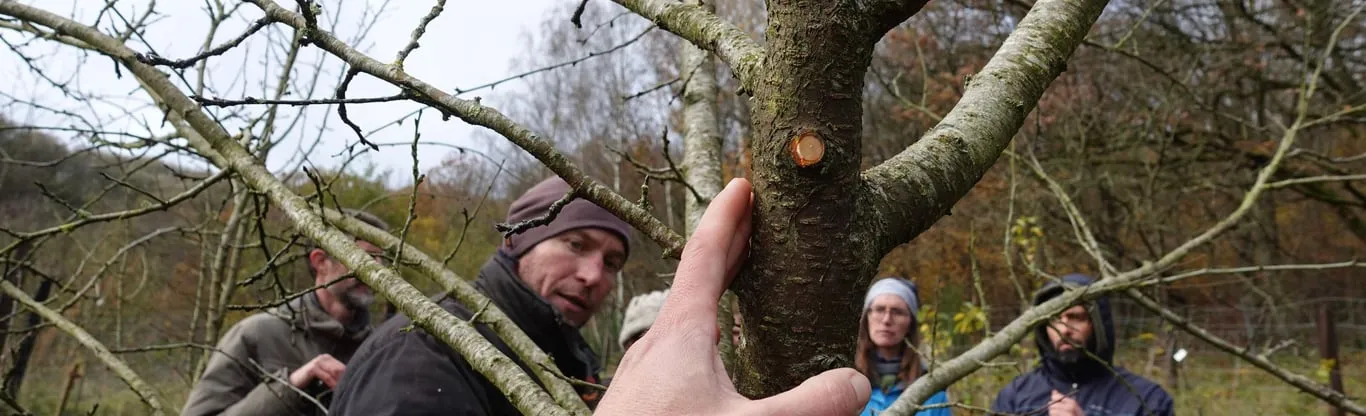 Accompagnement et conseils dans un jardin-forêt