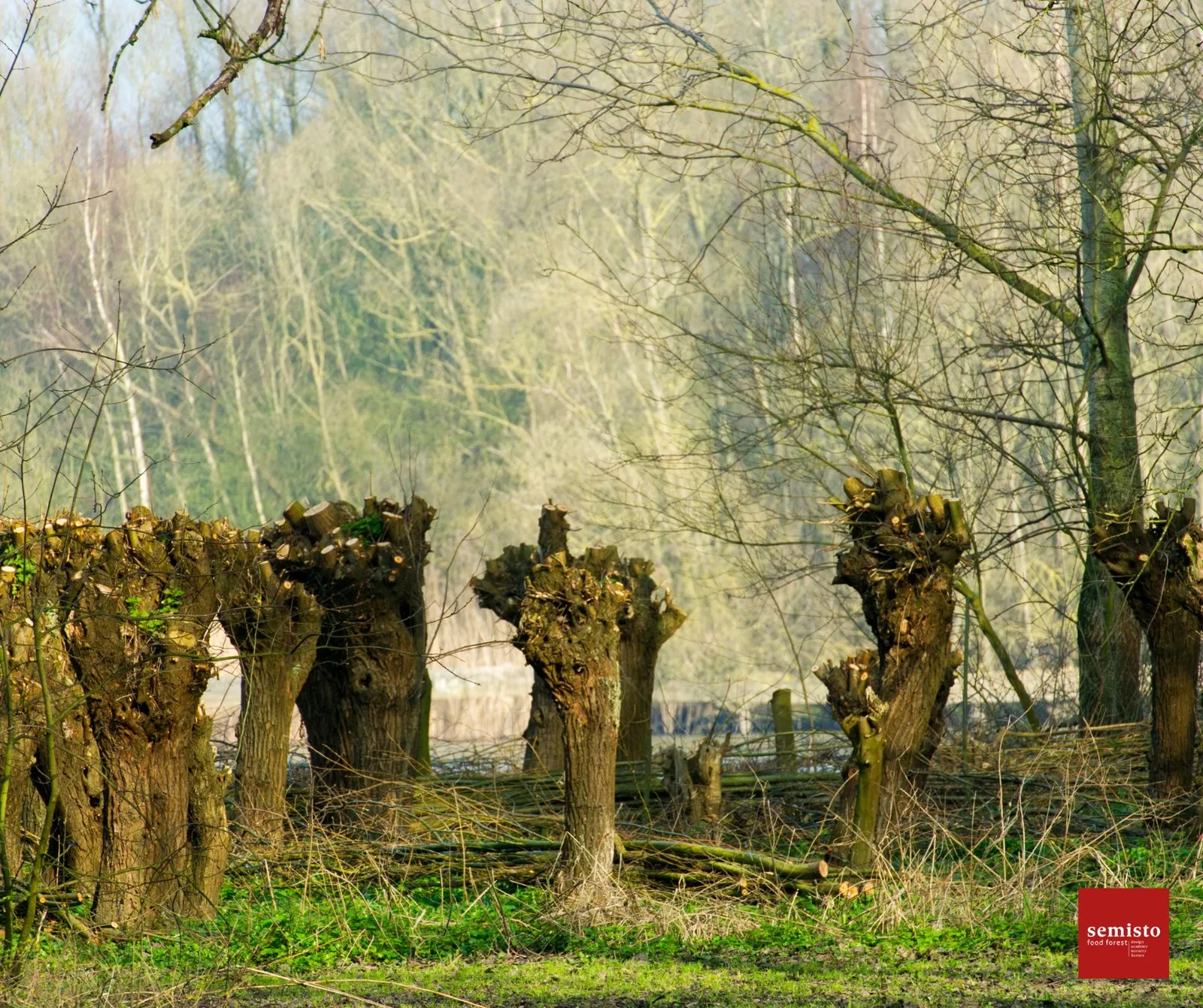 Trogne, cépée et fertilisation du sol par les arbres — vue 1