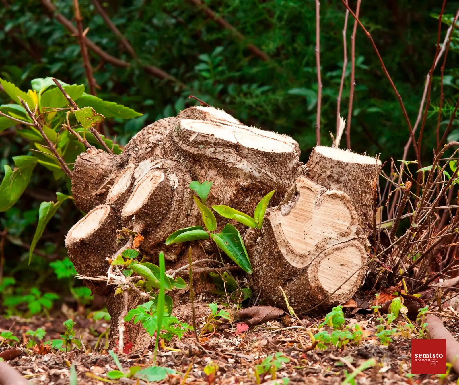 Trogne, cépée et fertilisation du sol par les arbres — vue 3