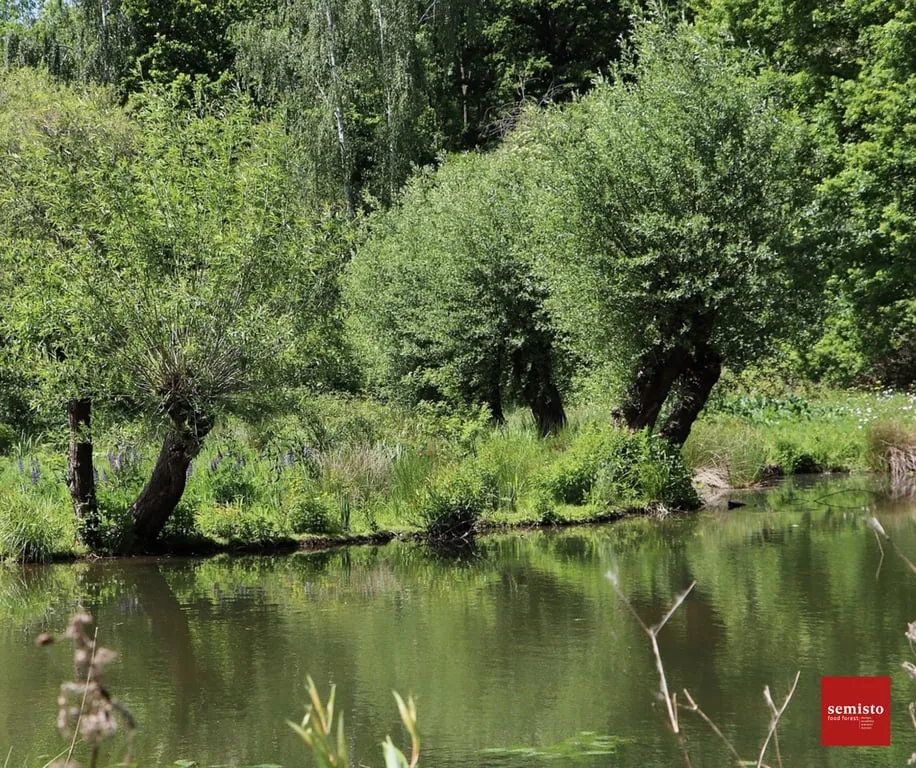 Trogne, cépée et fertilisation du sol par les arbres