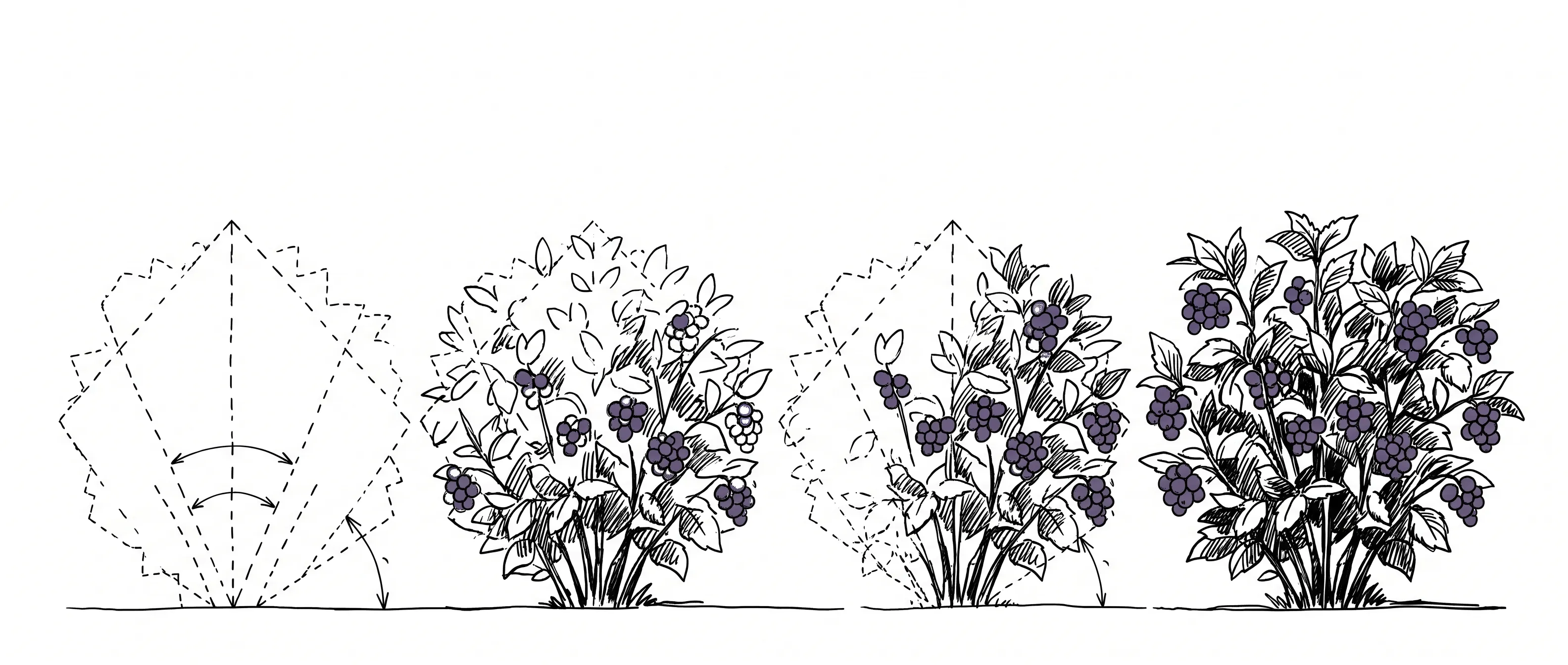 Dessin à l'encre : quatre étapes de croissance d'un arbuste à petits fruits, du schéma de taille au buisson chargé de baies