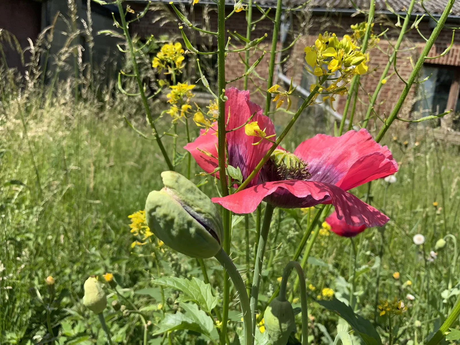 Semisto en images — vue 33