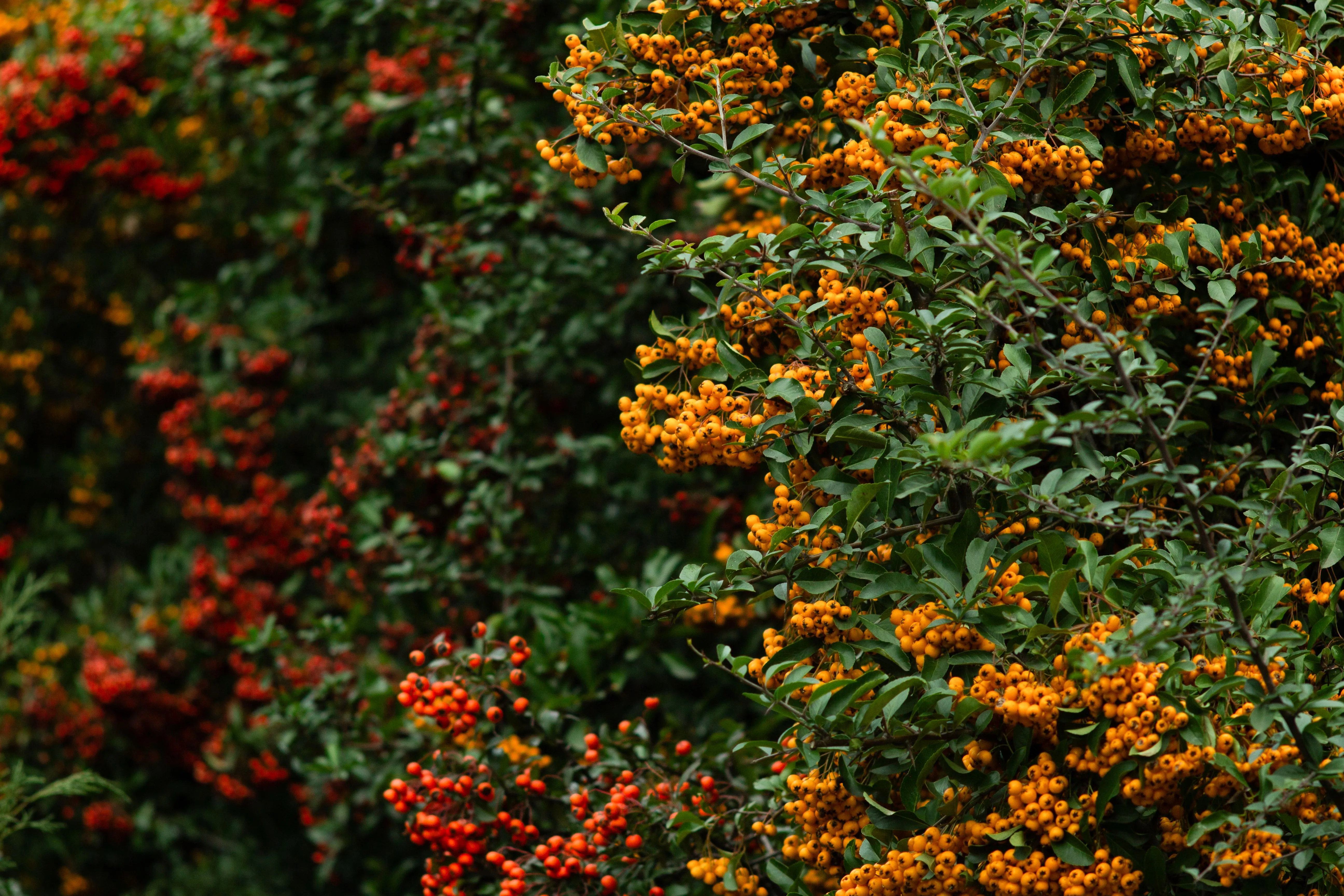 Haie champêtre chargée de baies orange en automne