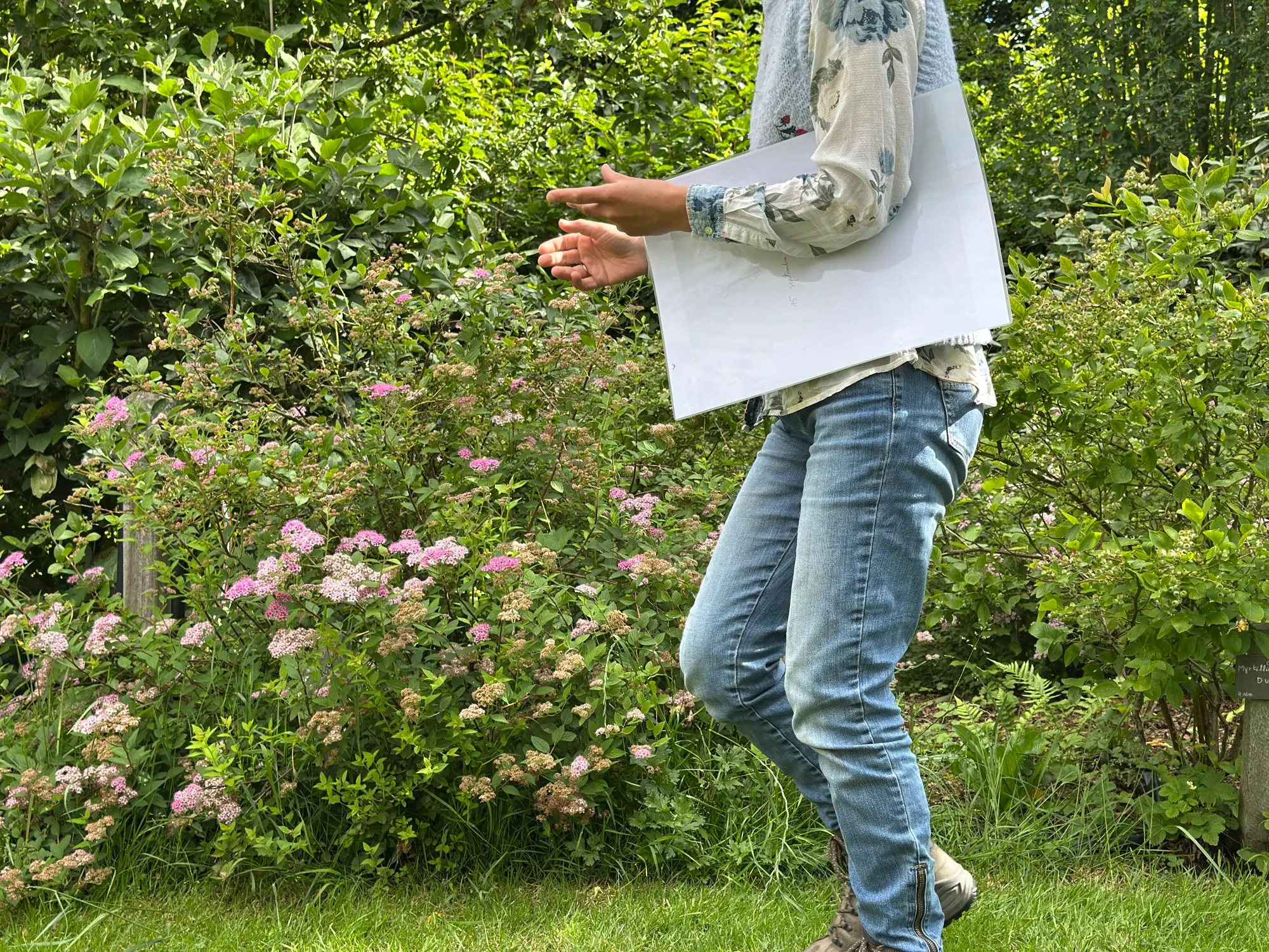 Visite de terrain : les plans d'une forêt-jardin sous le bras, entre les arbustes comestibles en fleurs