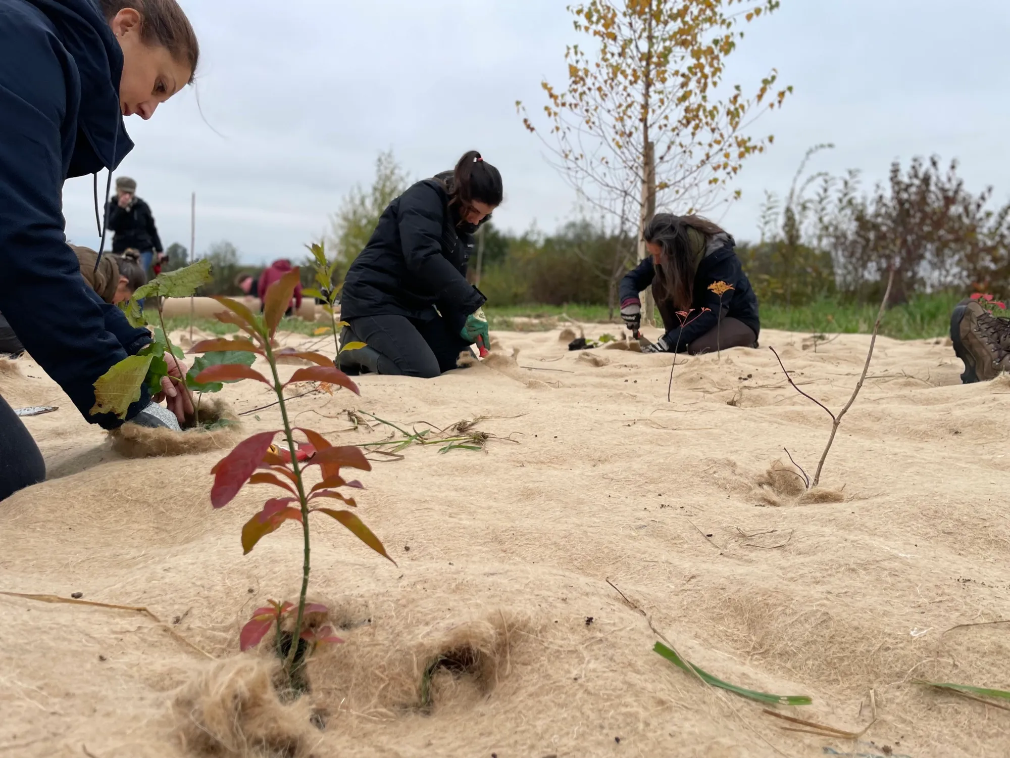 Plantation de jeunes arbres à travers une toile de paillage naturel
