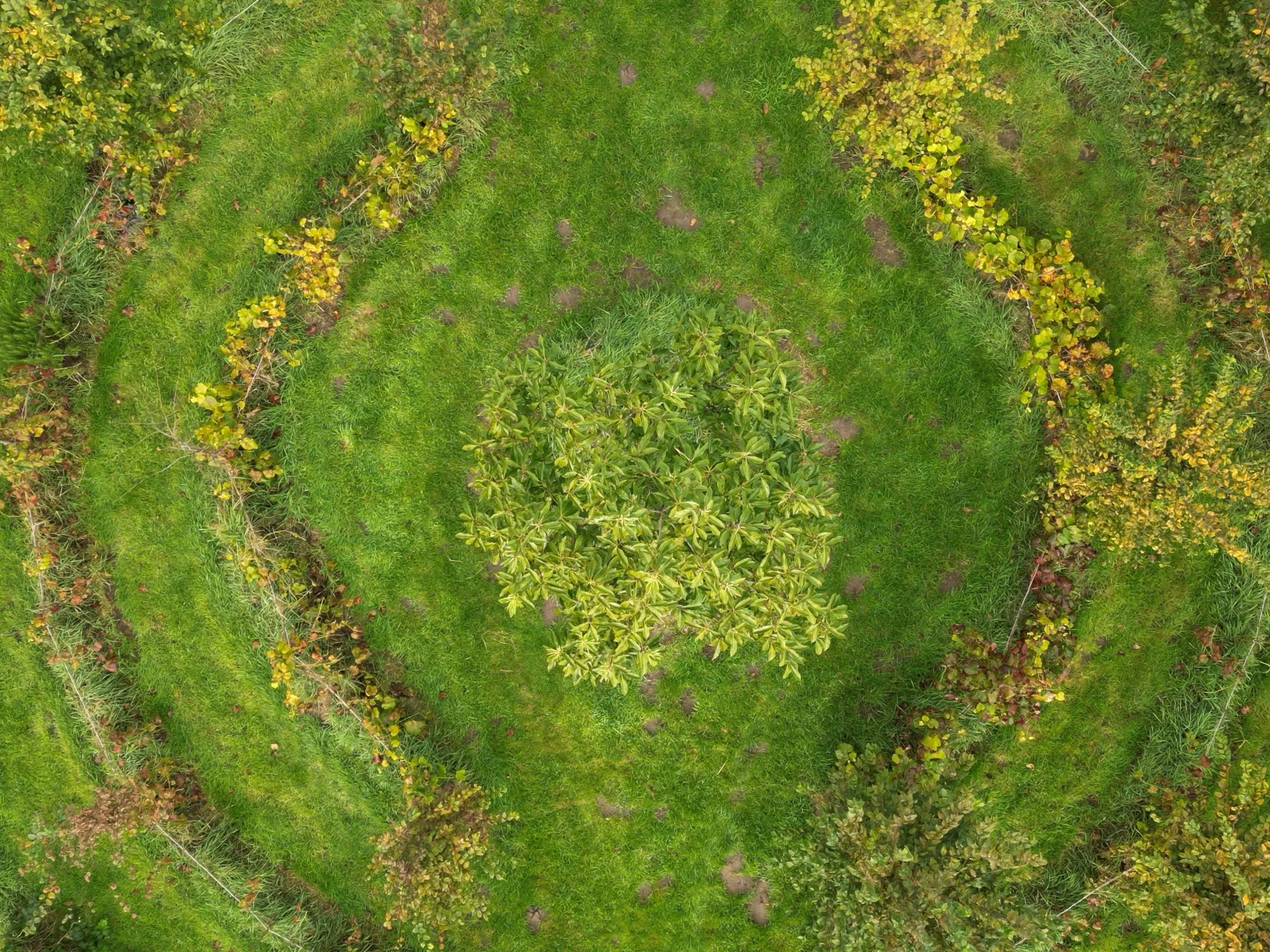 Vue aérienne des cercles concentriques d'un jardin-forêt Semisto
