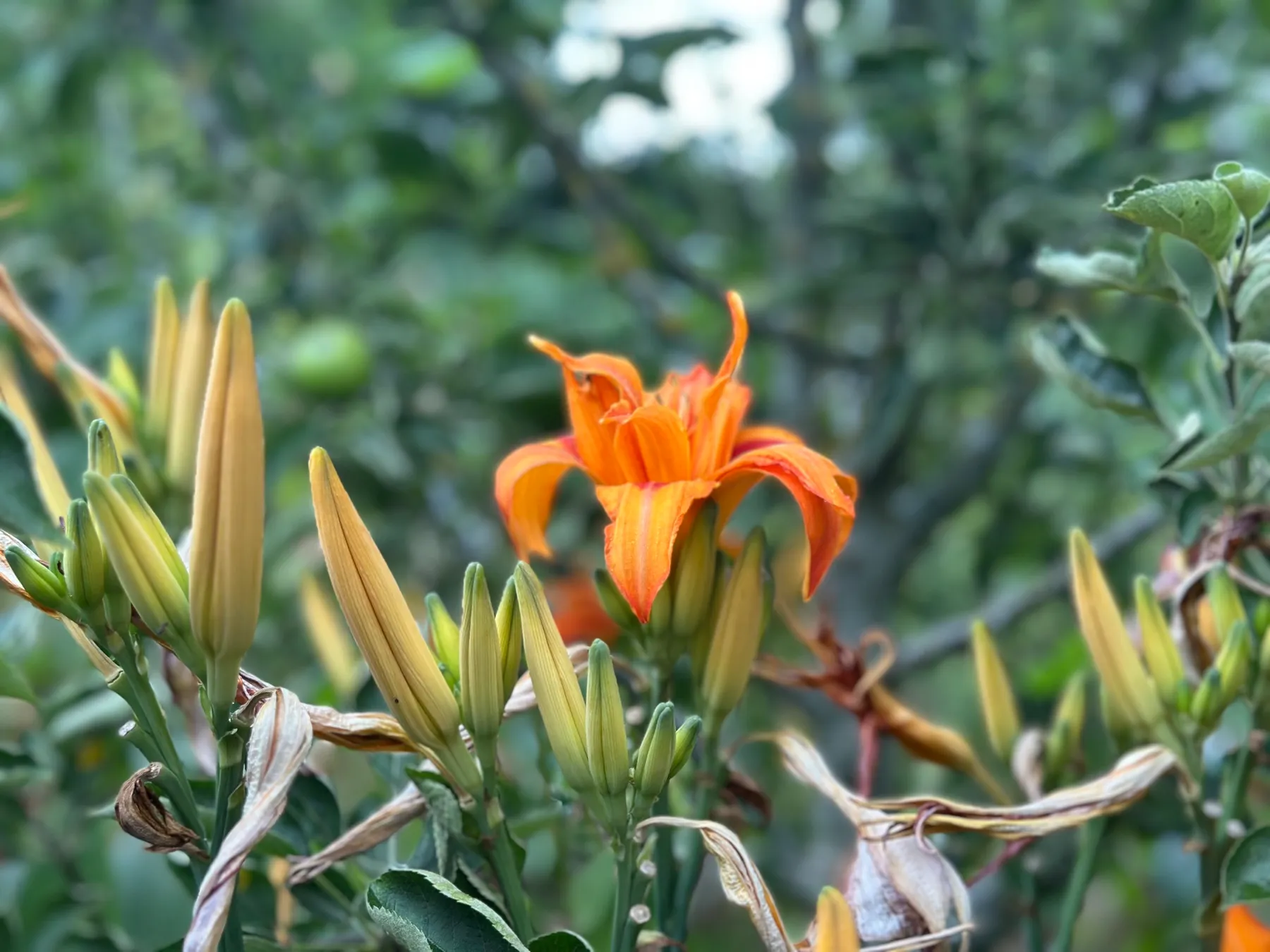 Hémérocalle orange en fleur parmi les boutons, à la pépinière-école