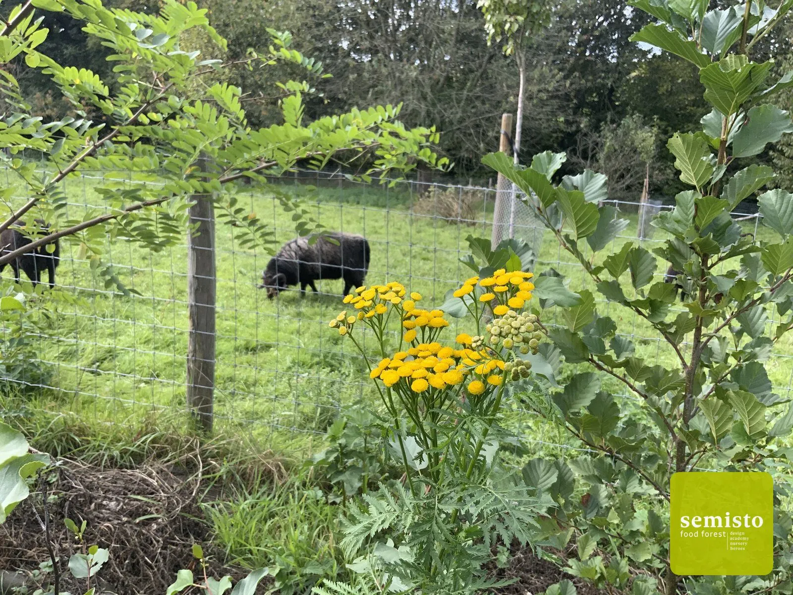 Le sentier comestible de Manu — vue 4