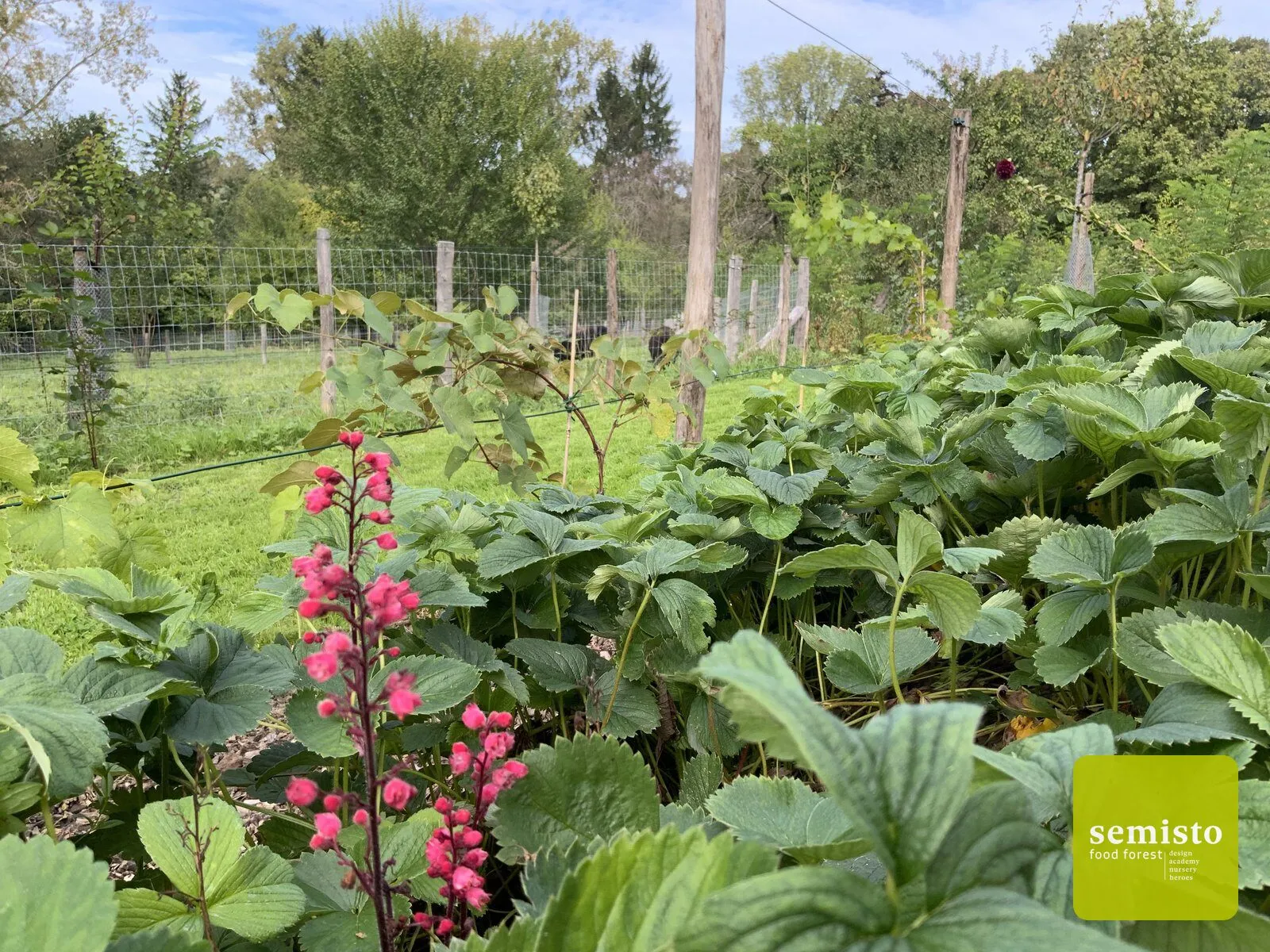 Le sentier comestible de Manu — vue 6