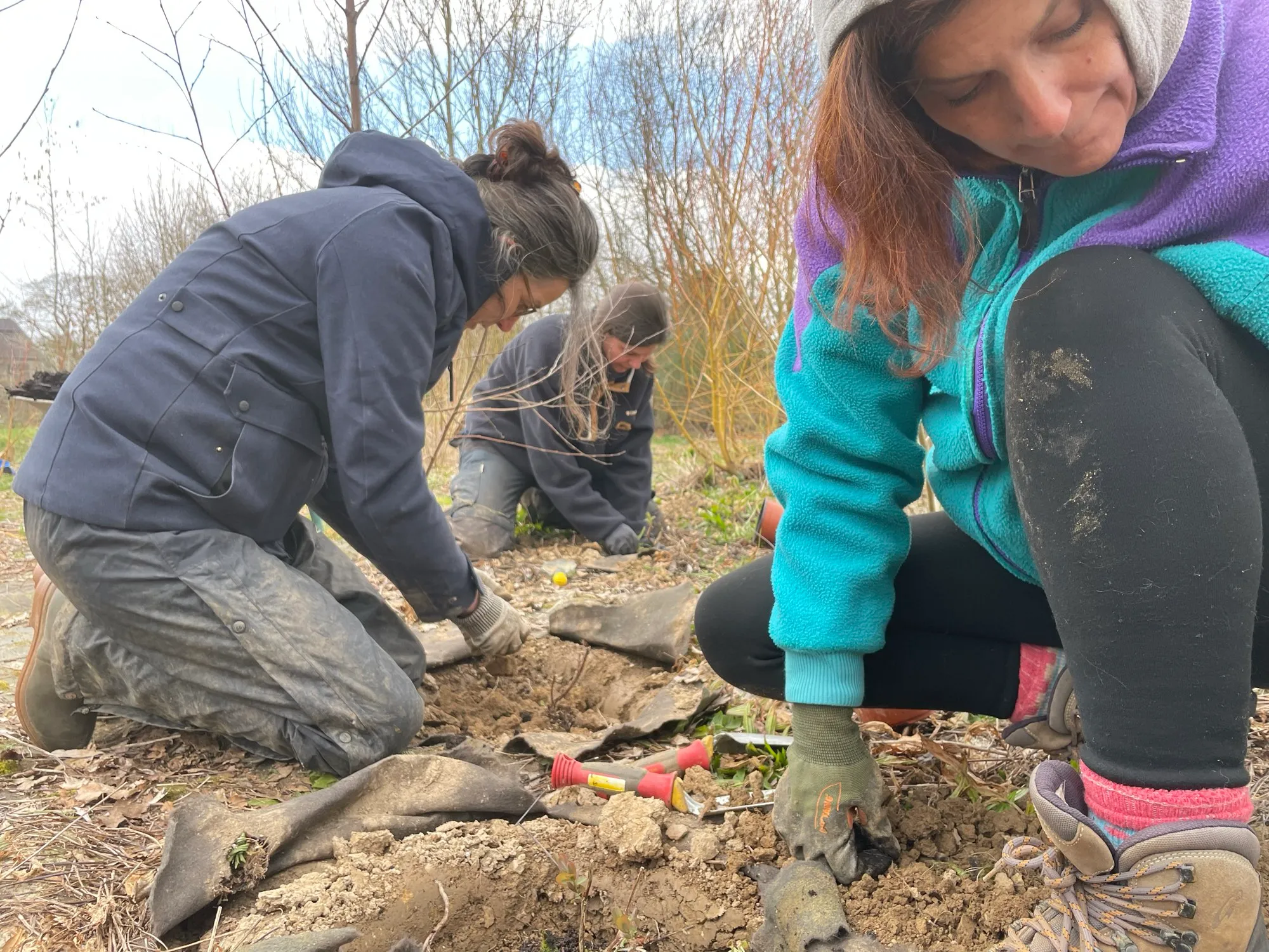 Trois bénévoles agenouillées plantent des vivaces au jardin-forêt de Naninne