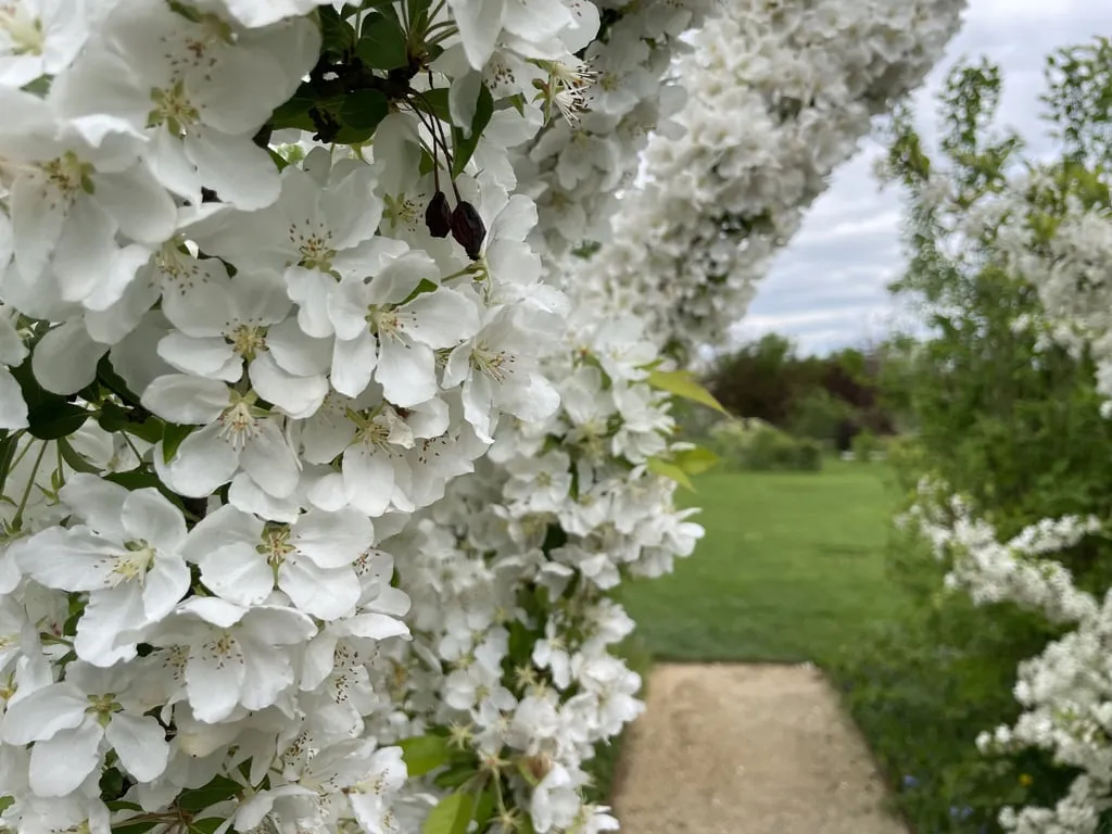 Arbre en pleine floraison blanche bordant un chemin vers une prairie verdoyante.