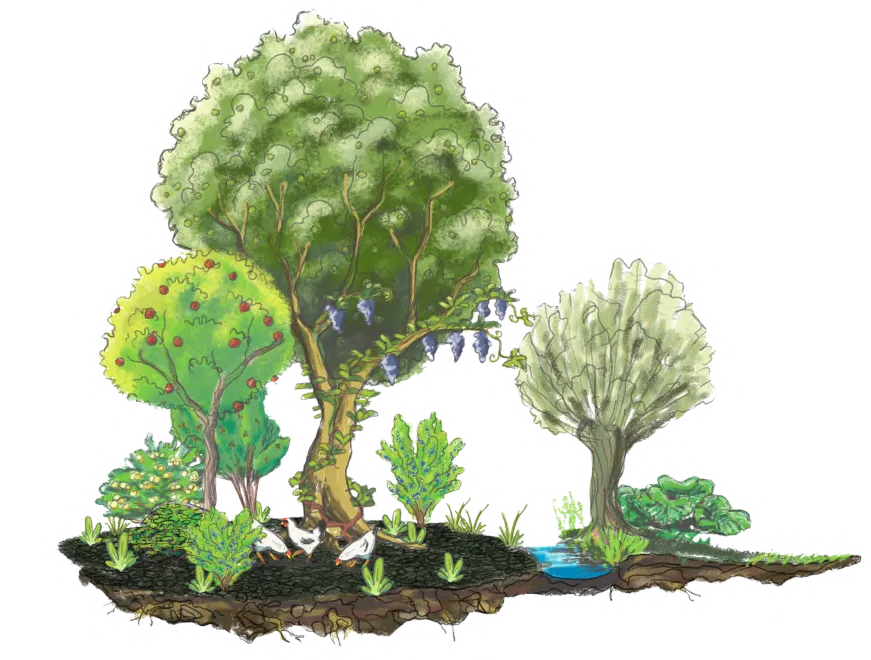 Illustration d'un jardin-forêt réunissant jusqu'à 8 strates végétales complémentaires